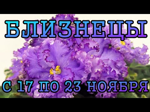 Видео: БЛИЗНЕЦЫ таро прогноз на неделю с 17 по 23 НОЯБРЯ 2025 года