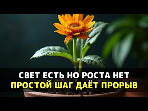 Видео: Почему листья вянут даже при поливе, и что нужно сделать срочно, чтобы их спасти