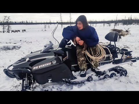 Видео: Славный род оленеводов Валеевых | Северный колорит