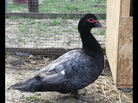 Видео: Мускусные утки - зима//строим утятник