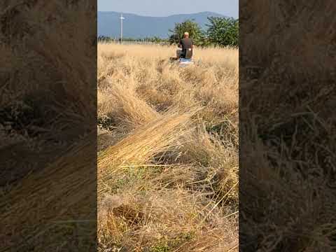 Видео: @MiroBonevBCSBulgaria Най-добрия майстор на спорта с BCS 303