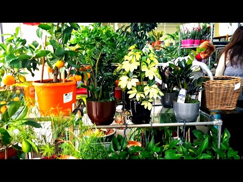 Видео: Цветочный магазин на Центральном рынке. Настоящий ботанический сад. 13.11.2025