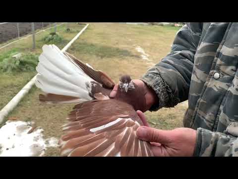 Видео: Последний из Могикан