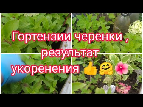 Видео: ГОРТЕНЗИИ МЕТЕЛЬЧАТЫЕ, РЕЗУЛЬТАТ УКОРЕНЕНИЯ ЧЕРЕНКОВ 👍🤗🌺