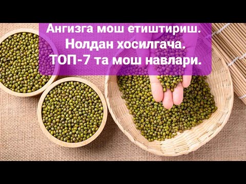 Видео: ТАКРОРИЙ ЭКИНГА МОШ ЕТИШТИРИШ. НОЛДАН ХОСИЛГАЧА. ТОП 7 ТА МОШ НАВЛАРИ