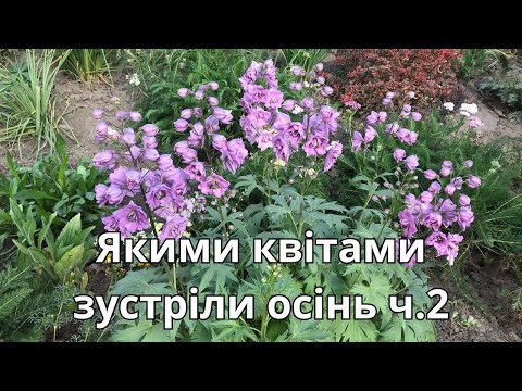 Видео: Якими квітами зустріли осінь. ч.2
