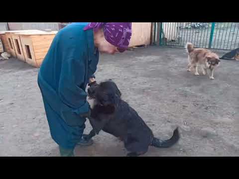 Видео: Это не просто приют — это большое хозяйство