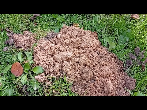 Видео: " В огороде много нор,не поможет и забор."Тверская область.