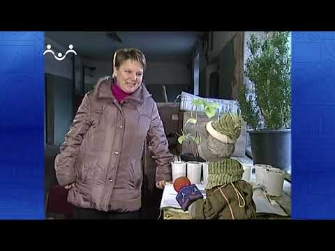 Видео: По секрету всему свету. Елочки