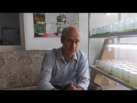 Видео: Об урожайности ремонтантной малины Поклон Казакову