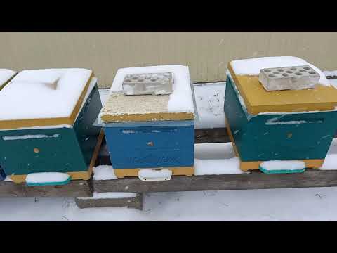 Видео: Гидравлический тормоз наката, пчелы вновь сжались в клуб