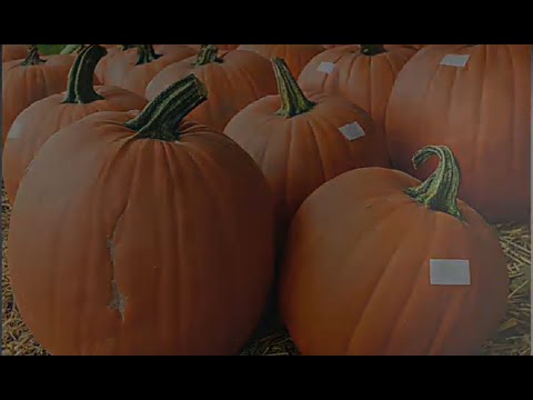 Видео: ОШКОВОК ЕКИШ СИРЛАРИ / Oshqovoq ekish sirlari/Seqrets of planting pumkins