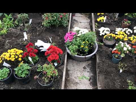 Видео: «З коробки — в теплицю: хризантеми, які заквітчають осінь»