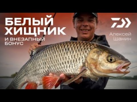 Видео: БЕЛЫЙ ХИЩНИК и ВНЕЗАПНЫЙ БОНУС / АЛЕКСЕЙ ШАНИН