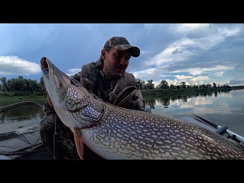 Видео: ШОК!!ГИГАНТСКАЯ ЩУКА ЛЮДОЕД ПОЙМАНА!! Трофейная рыбалка на Оби, джиг ,коряги.