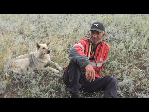 Видео: Светлогорский табун на выпасе.