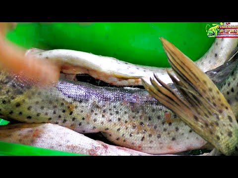 Видео: Сербская рыбная чорба из щуки, вкусные консервы в автоклаве Малиновка смарт