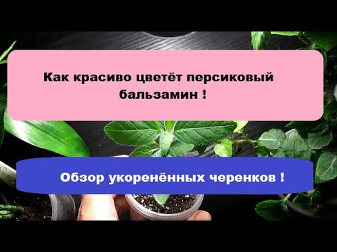 Видео: Как красиво цветет персиковый бальзамин ! // Как растут укоренённые черенки