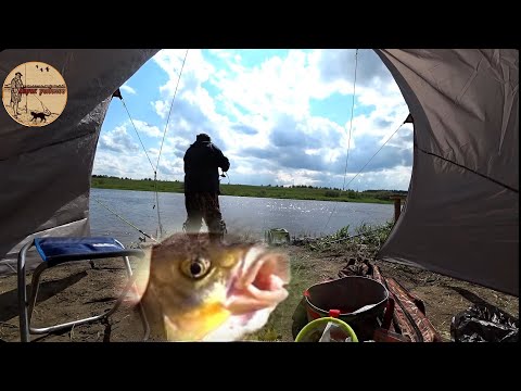 Видео: Донки в дугу,шквал эмоций,эта оснастка не перестаёт удивлять. Сamping ,fishing,bushcraft,