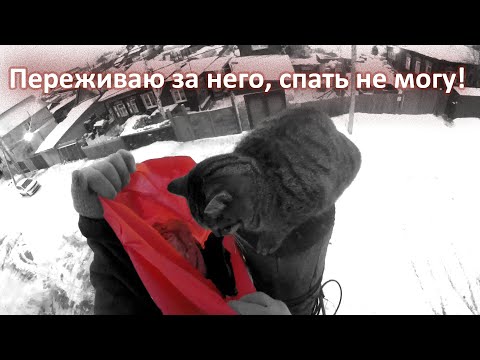 Видео: Снова котик мёрзнет на столбе