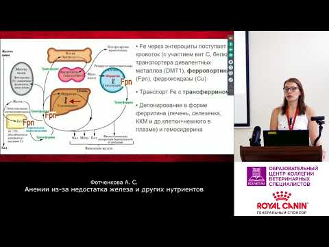Видео: Фотченкова А. С. - Анемии из-за дефицита железа и других нутриентов