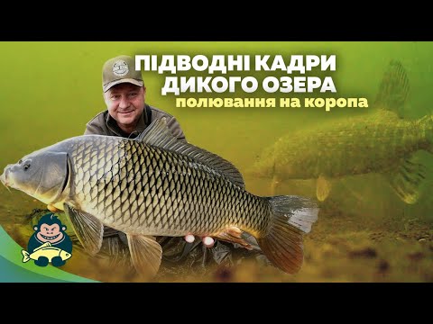 Видео: Ловля коропа на дикарі, підводне відео
