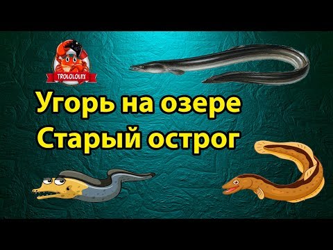 Видео: Русская рыбалка 4 Угорь на Старом остроге. Угорь вернулся! Russian fishing 4