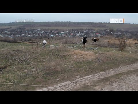 Видео: Откуда пришли волки