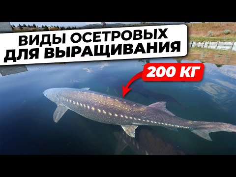 Видео: Какие Виды Осетров Подходят для Выращивания на Рыбной Ферме?