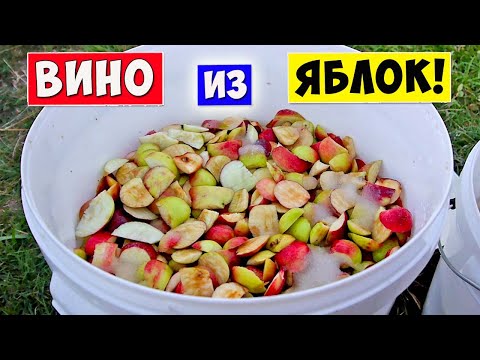 Видео: ВИНО из ЯБЛОК / Яблочное Вино - Самый Простой РЕЦЕПТ / Яблочный сидр