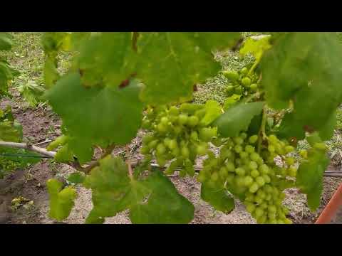 Видео: Мой небольшой виноградник на 10. 08. 2025 Теплица и открытый грунт
