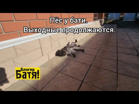 Видео: Пёс у Бати Блогера. 