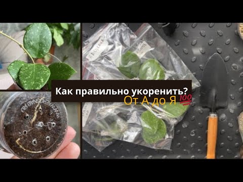 Видео: Укоренение хой 💯 результата/ новинки хой 🌿