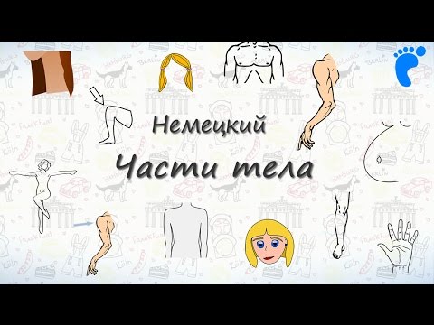 Видео: Части тела на немецком. Учим названия частей тела человека