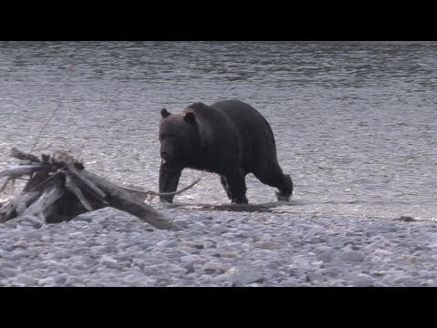 Видео: Улья золотая 6 я часть