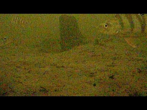 Видео: Ищем и ловим рыбу  Реальный тест подводной камеры в экстремальных условиях