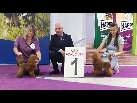 Видео: Пудели из Водевиля. Выставка. Красные тои: Лирика и Лиза.