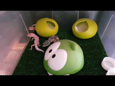 Видео: Устройство домика для маленьких гекконов эублефаров. Про выставку рептилий