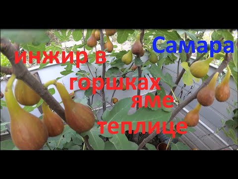 Видео: Инжир в горшке, яме или теплице. Где ему лучше в Самаре.
