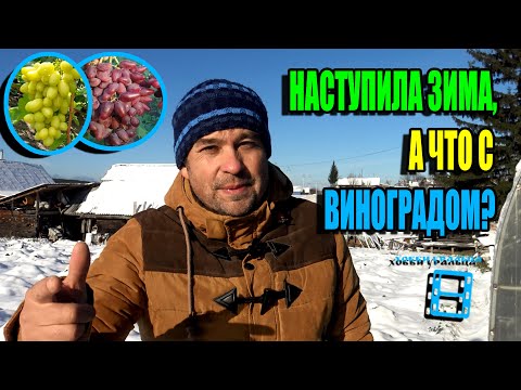 Видео: В БОЧКЕ ЛЕД, А ВИНОГРАД ОТ ЗАМОРОЗКОВ НЕ ПОСТРАДАЛ. СЕВЕРНЫЙ ВИНОГРАДНИК 23-40