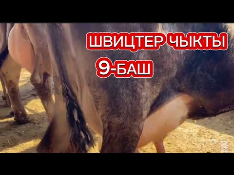 Видео: ТАЗА ШВИЦТЕР ЧЫКТЫ САТУУГА КӨРҮҢҮЗ 9-БАШ СААН БООЗ МУЗОЛУУ БИРИНЧИ ТУУТ КУНАЖЫНДАР 