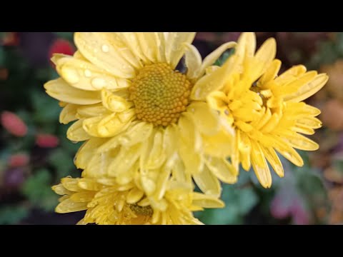 Видео: Таня Ворона в прямому ефірі