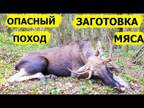 Видео: Заготовка мяса. Опасный поход. В борьбе за выживание/Dropped (Охотник и рыболов)