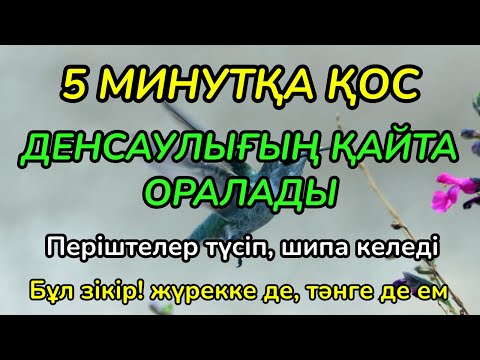 Видео: ШИПАСЫ МОЛ ЗІКІР! БҮКІЛ ДЕНЕҢДІ САУЫҚТЫРАДЫ