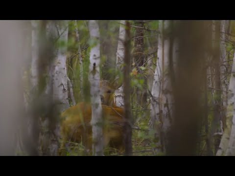 Видео: Поймали браконьера, кабана и 9 косуль!