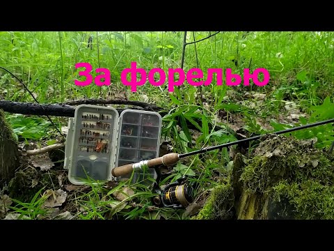 Видео: #348 Ручьевая форель