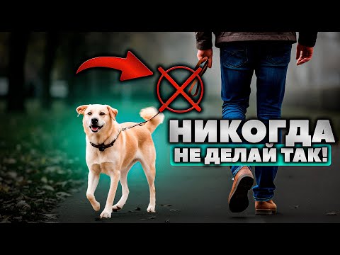 Видео: 5 ТОП Правил прогулки с собакой