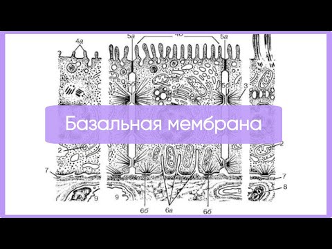 Видео: Базальная мембрана за 11 минут