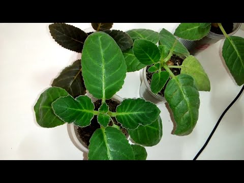 Видео: Глоксиния, работа с пасынками, часть 1