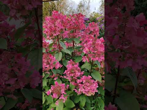 Видео: ВИМС РЕД осенью 🌺🌺🌺